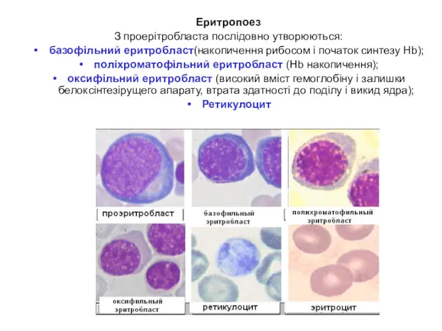 Еритропоез З проерітробласта послідовно утворюються: базофільний еритробласт(накопичення рибосом і початок