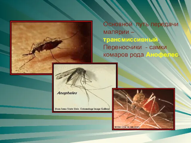 Основной путь передачи малярии – трансмиссивный. Переносчики - самки комаров рода Анофелес.