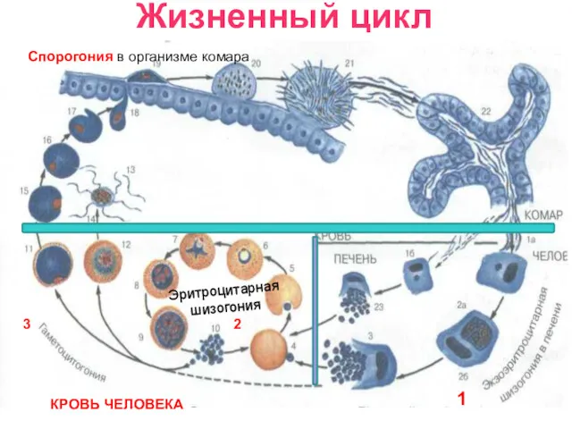 Жизненный цикл Спорогония в организме комара Эритроцитарная шизогония КРОВЬ ЧЕЛОВЕКА 1 2 3