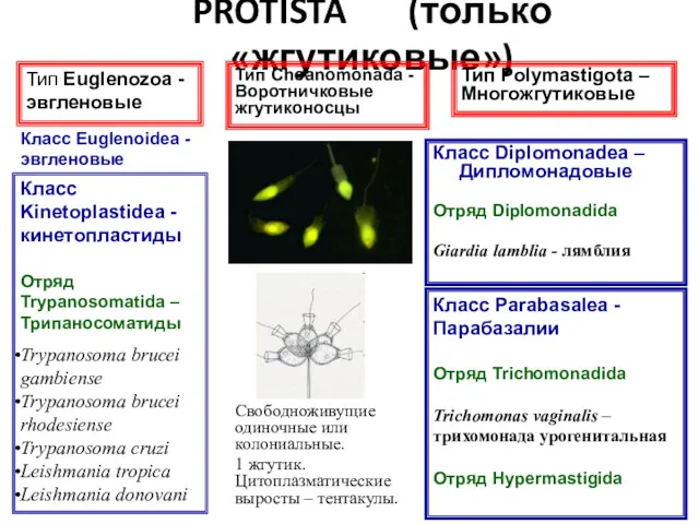 PROTISTA (только «жгутиковые») Класс Diplomonadea – Дипломонадовые Отряд Diplomonadida Giardia