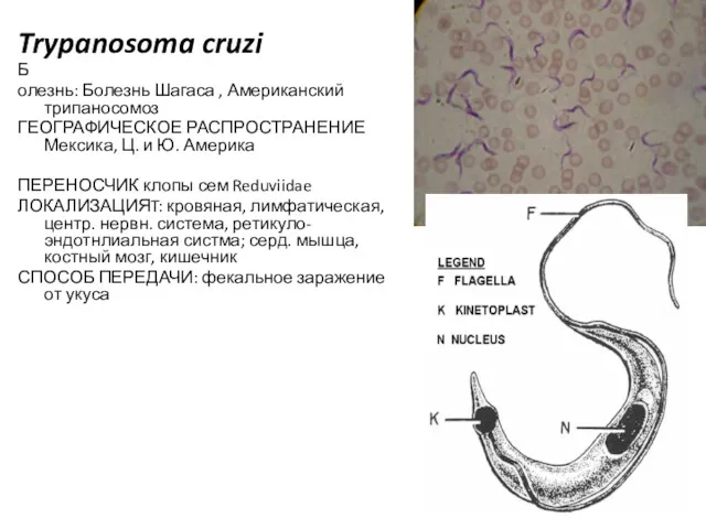 Trypanosoma cruzi Б олезнь: Болезнь Шагаса , Американский трипаносомоз ГЕОГРАФИЧЕСКОЕ