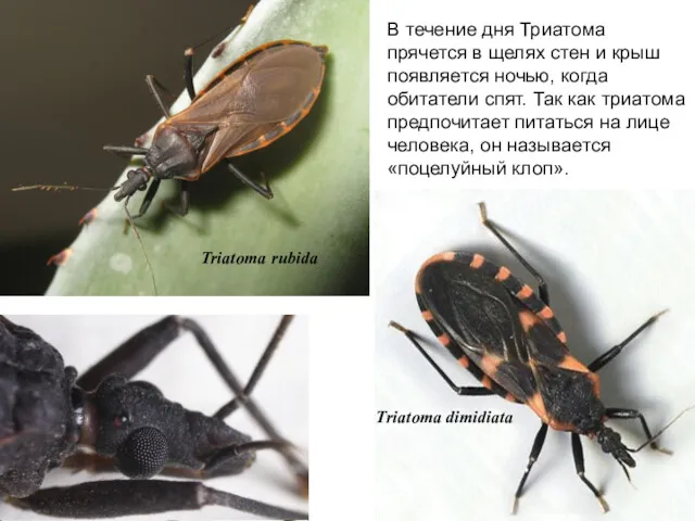 Triatoma rubida Triatoma dimidiata В течение дня Триатома прячется в