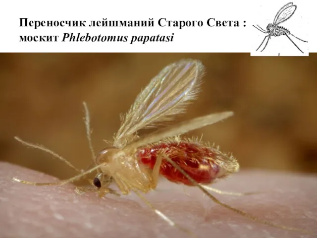 Переносчик лейшманий Старого Света : москит Phlebotomus papatasi