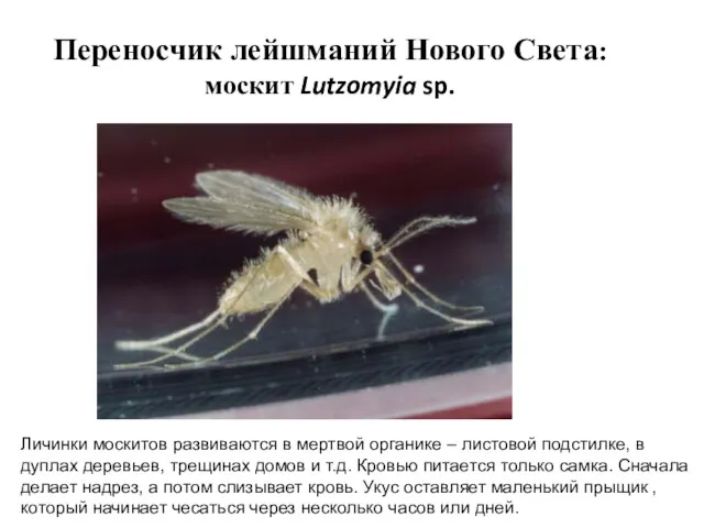 Переносчик лейшманий Нового Света: москит Lutzomyia sp. Личинки москитов развиваются
