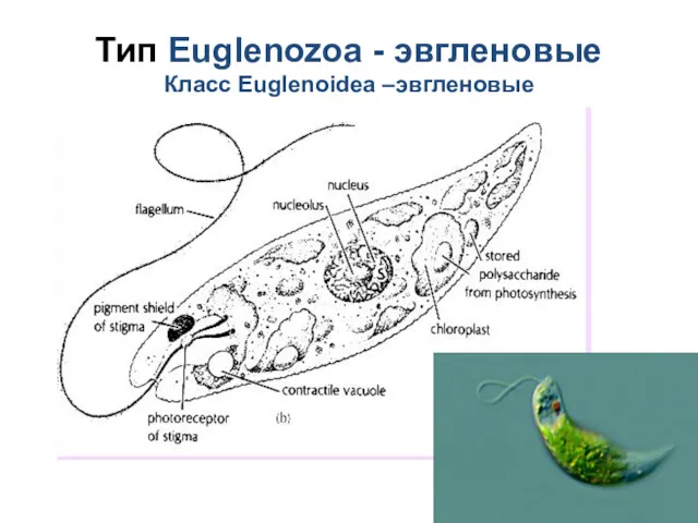 Тип Euglenozoa - эвгленовые Класc Euglenoidea –эвгленовые