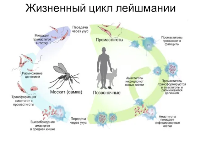 Жизненный цикл лейшмании