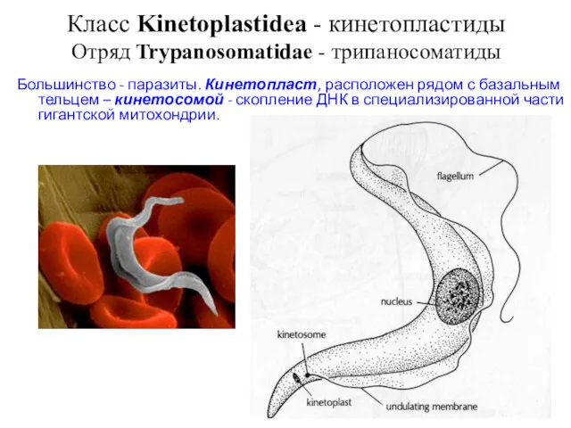 Класс Kinetoplastidea - кинетопластиды Отряд Trypanosomatidae - трипаносоматиды Большинство -