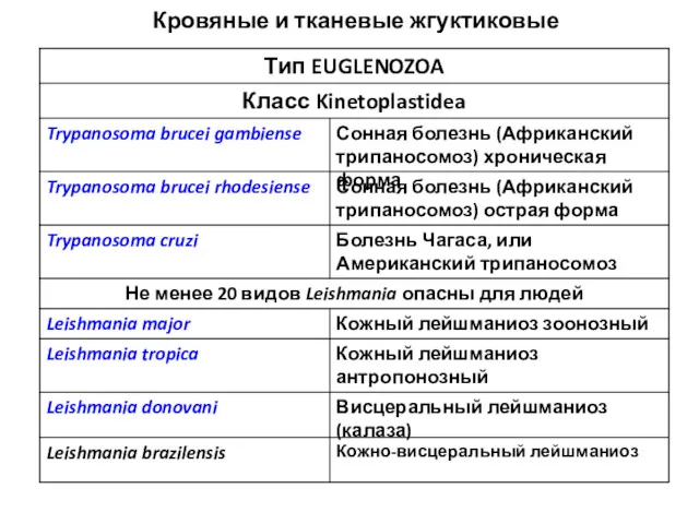 Кровяные и тканевые жгуктиковые