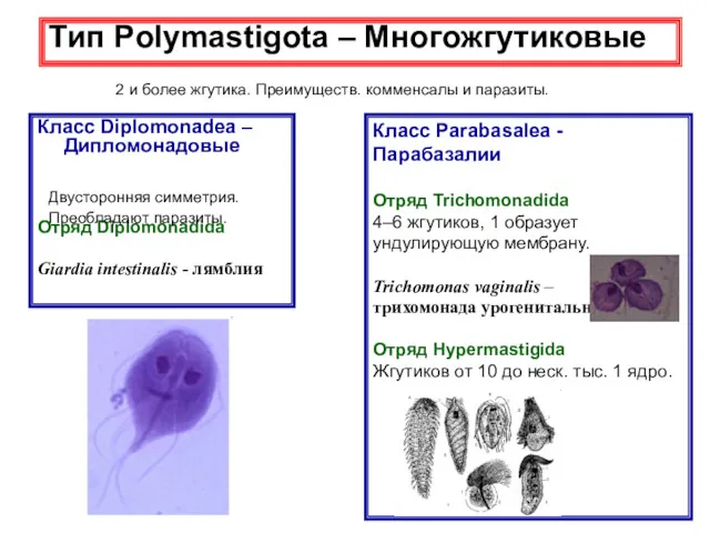 Тип Polymastigota – Многожгутиковые 2 и более жгутика. Преимуществ. комменсалы