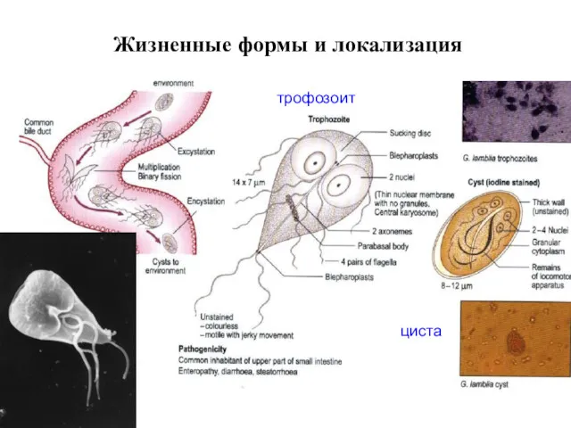 Жизненные формы и локализация трофозоит циста