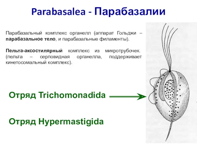 Parabasalea - Парабазалии Парабазальный комплекс органелл (аппарат Гольджи – парабазальное