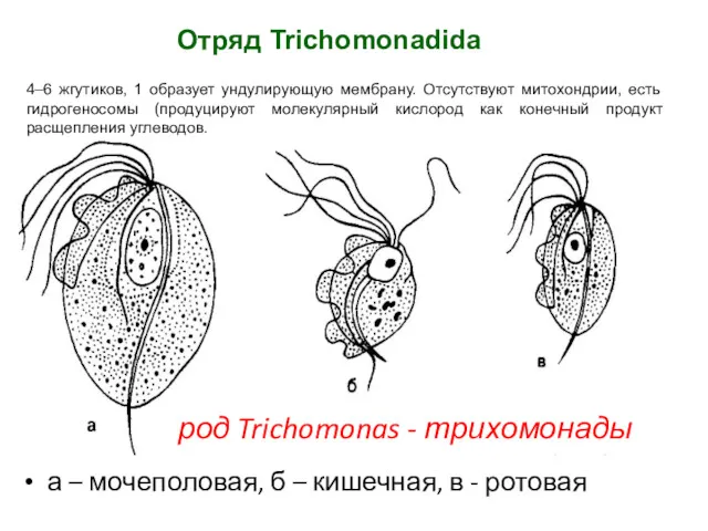 а – мочеполовая, б – кишечная, в - ротовая 4–6