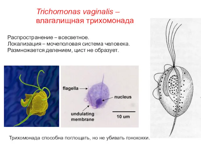 Распространение – всесветное. Локализация – мочеполовая система человека. Размножается делением,