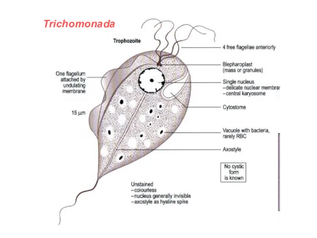 Trichomonada