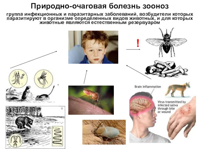 Природно-очаговая болезнь зооноз группа инфекционных и паразитарных заболеваний, возбудители которых