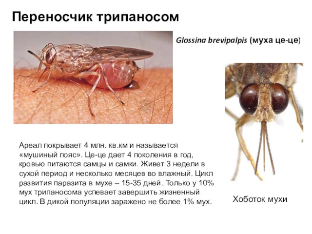 Glossina brevipalpis (муха це-це) Переносчик трипаносом Хоботок мухи Ареал покрывает