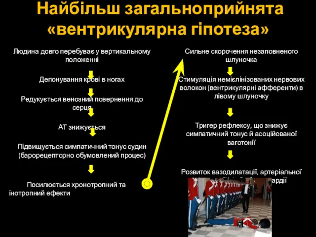 Найбільш загальноприйнята «вентрикулярна гіпотеза» Людина довго перебуває у вертикальному положенні