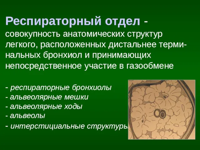 Респираторный отдел - совокупность анатомических структур легкого, расположенных дистальнее терми-нальных