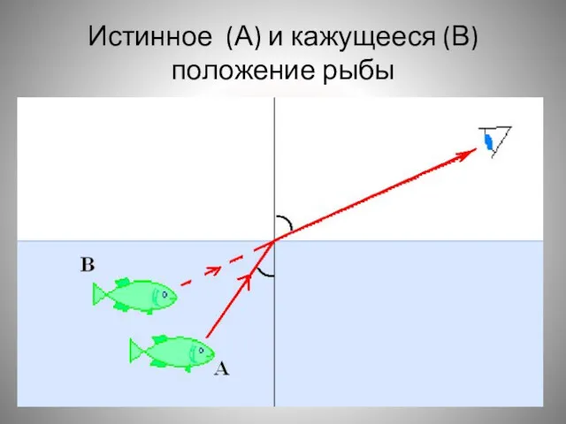 Истинное (А) и кажущееся (В) положение рыбы