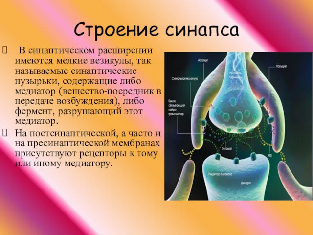 В синаптическом расширении имеются мелкие везикулы, так называемые синаптические пузырьки,