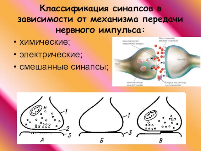 Классификация синапсов в зависимости от механизма передачи нервного импульса: химические; электрические; смешанные синапсы;