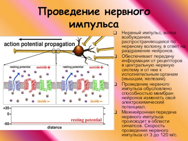 Проведение нервного импульса Нервный импульс, волна возбуждения, распространяющаяся по нервному