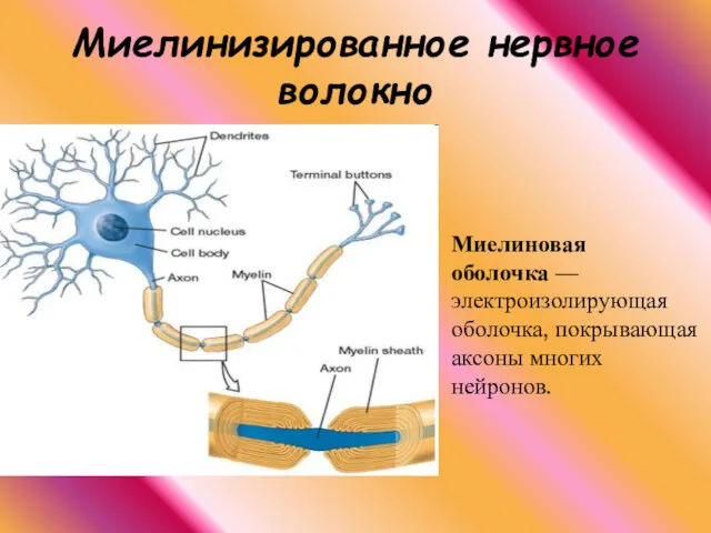 Миелинизированное нервное волокно Миелиновая оболочка — электроизолирующая оболочка, покрывающая аксоны многих нейронов.