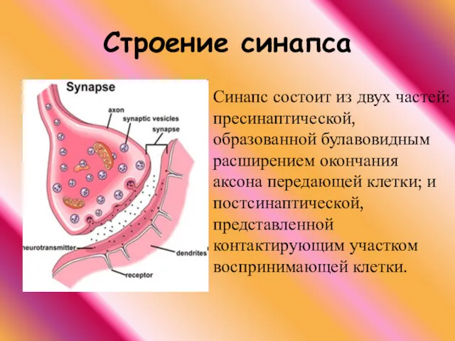 Строение синапса Синапс состоит из двух частей: пресинаптической, образованной булавовидным