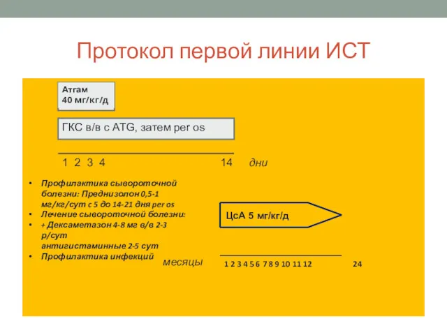 Протокол первой линии ИСТ Атгам 40 мг/кг/д ГКС в/в с ATG, затем per