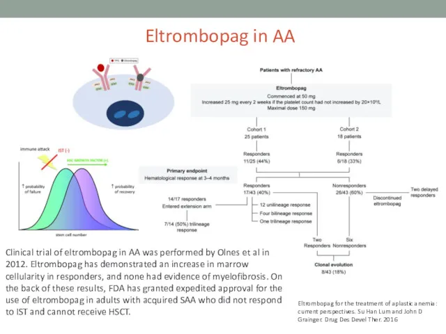 Eltrombopag in AA Clinical trial of eltrombopag in AA was performed by Olnes