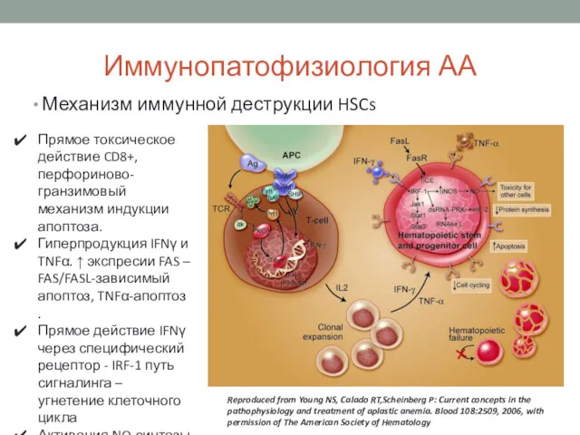 Иммунопатофизиология АА Механизм иммунной деструкции HSCs Reproduced from Young NS,