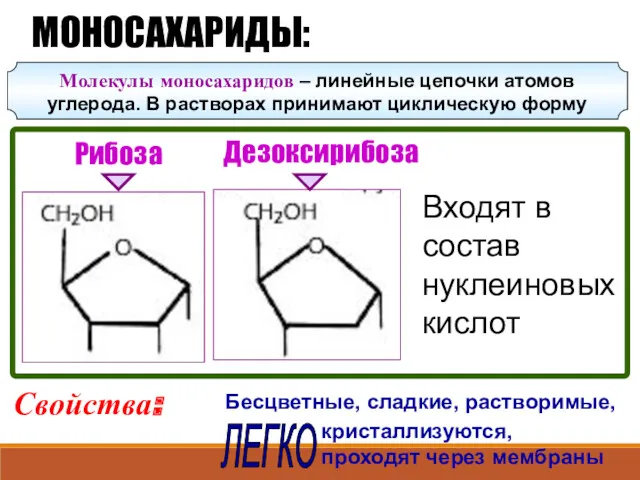 Рибоза Дезоксирибоза МОНОСАХАРИДЫ: Свойства: Бесцветные, сладкие, растворимые, кристаллизуются, проходят через