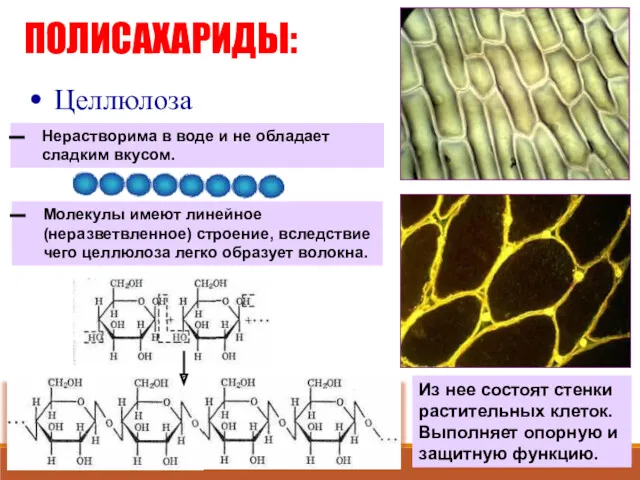 ПОЛИСАХАРИДЫ: Целлюлоза Молекулы имеют линейное (неразветвленное) строение, вследствие чего целлюлоза