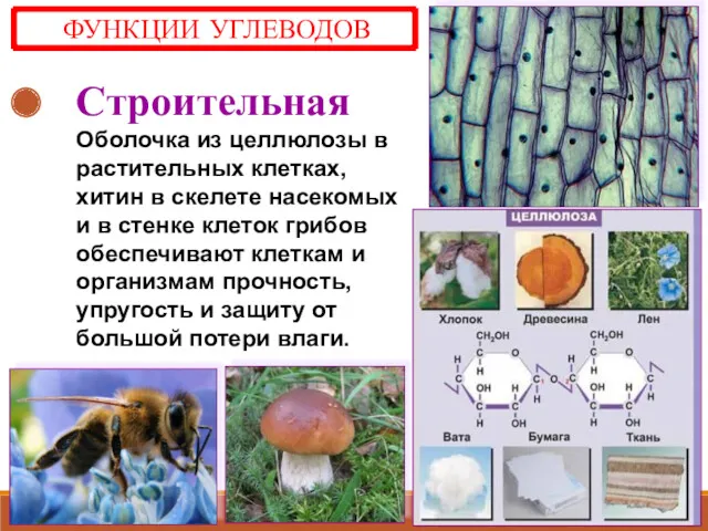 Строительная Оболочка из целлюлозы в растительных клетках, хитин в скелете