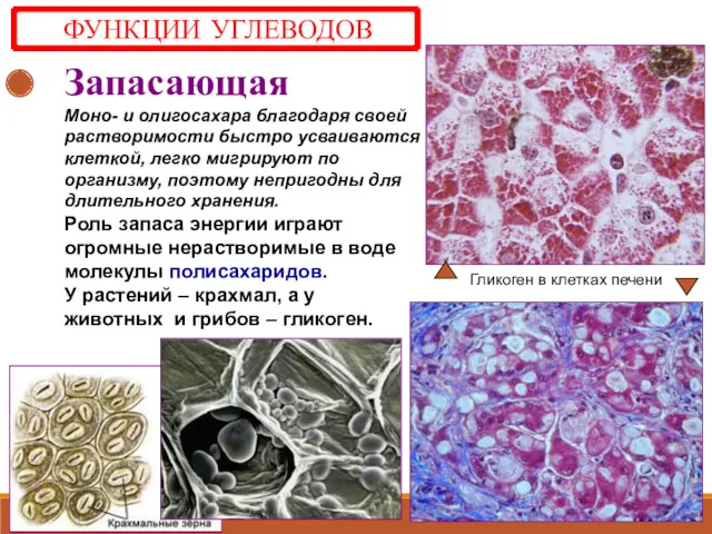 Запасающая Моно- и олигосахара благодаря своей растворимости быстро усваиваются клеткой,