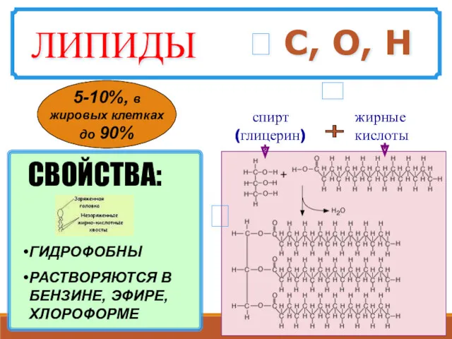 ? С, О, Н спирт (глицерин) жирные кислоты + ГИДРОФОБНЫ