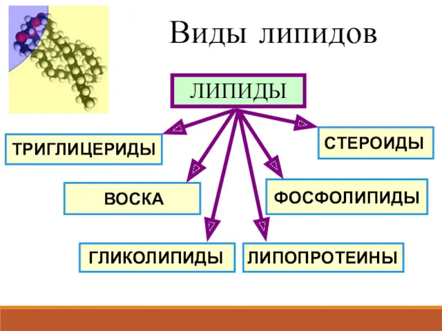 ФОСФОЛИПИДЫ СТЕРОИДЫ ЛИПОПРОТЕИНЫ ГЛИКОЛИПИДЫ ТРИГЛИЦЕРИДЫ ВОСКА ЛИПИДЫ Виды липидов