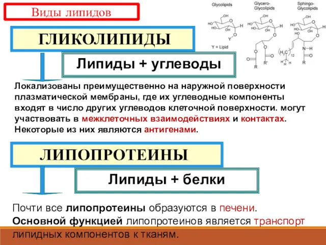 ЛИПОПРОТЕИНЫ ГЛИКОЛИПИДЫ Липиды + углеводы Липиды + белки Виды липидов