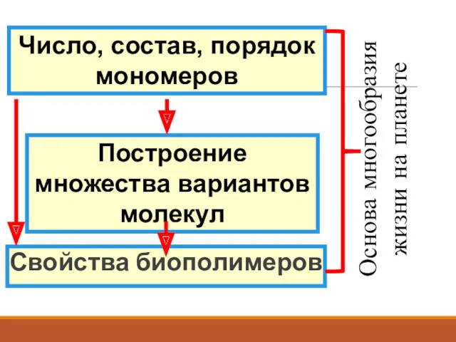 Свойства биополимеров Число, состав, порядок мономеров Построение множества вариантов молекул Основа многообразия жизни на планете