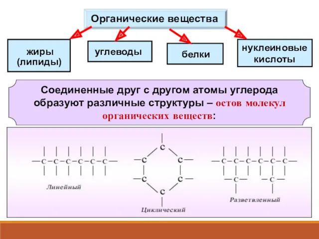 Органические вещества жиры белки углеводы (липиды) нуклеиновые кислоты Соединенные друг