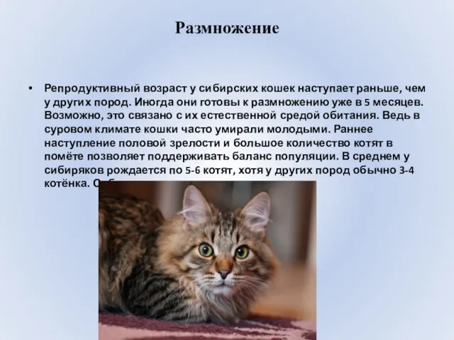 Размножение Репродуктивный возраст у сибирских кошек наступает раньше, чем у