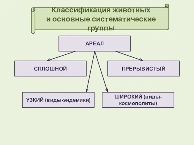 Классификация животных и основные систематические группы АРЕАЛ СПЛОШНОЙ ПРЕРЫВИСТЫЙ УЗКИЙ (виды-эндемики) ШИРОКИЙ (виды-космополиты)