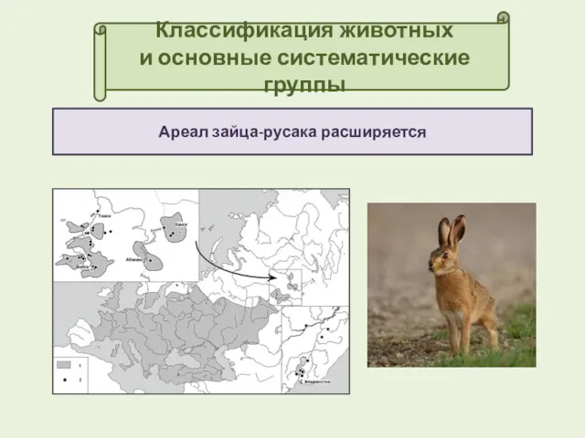 Классификация животных и основные систематические группы Ареал зайца-русака расширяется