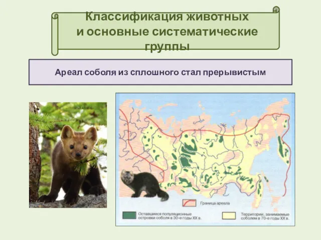 Классификация животных и основные систематические группы Ареал соболя из сплошного стал прерывистым