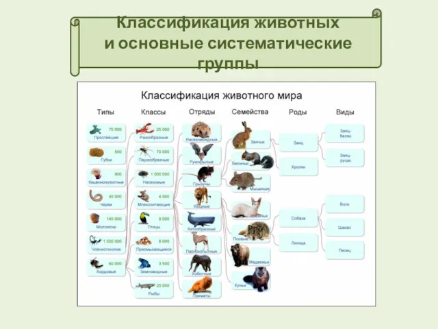 Классификация животных и основные систематические группы