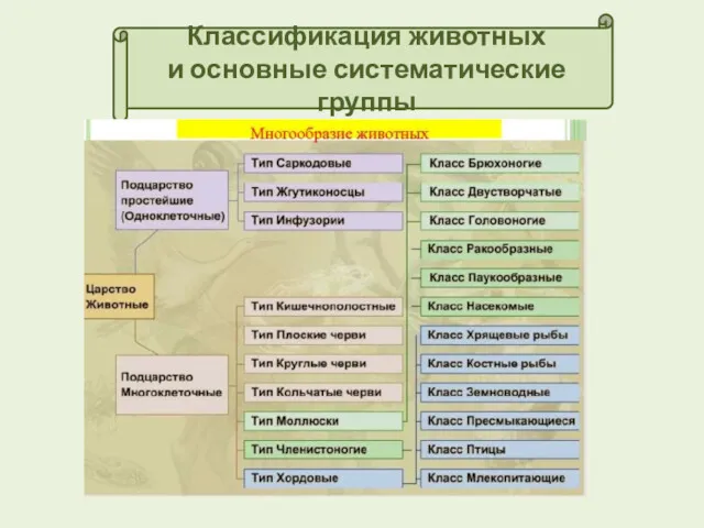 Классификация животных и основные систематические группы