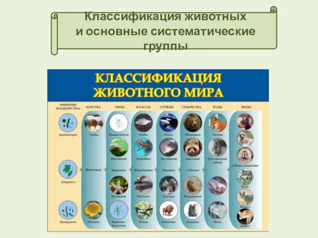 Классификация животных и основные систематические группы