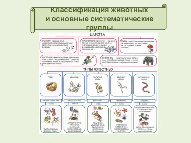 Классификация животных и основные систематические группы