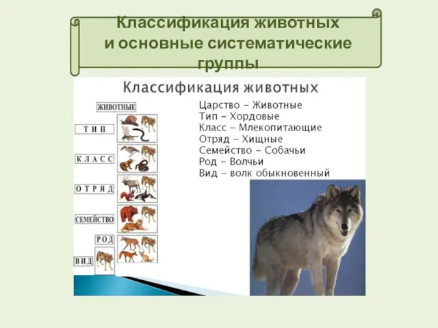 Классификация животных и основные систематические группы