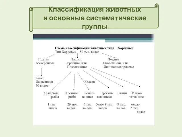 Классификация животных и основные систематические группы